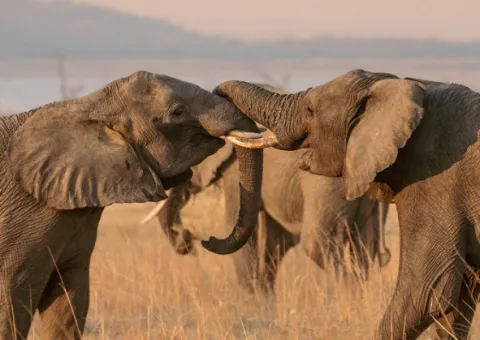 Kafue National Park