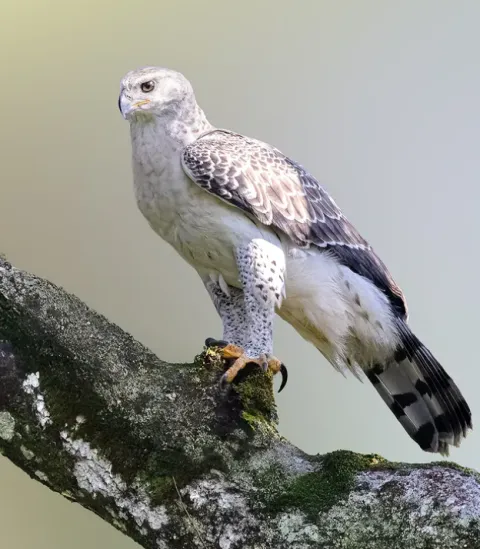 Kakamega Forest