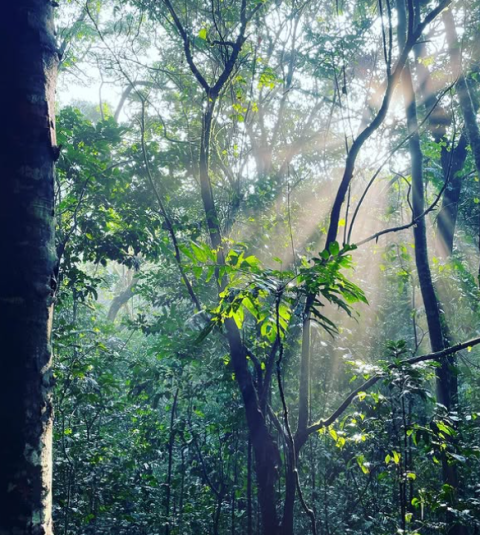 Kalinzu Forest Reserve
