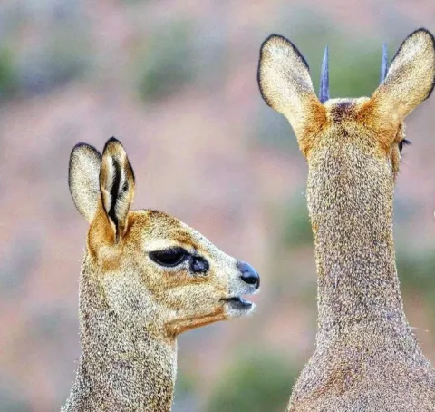 Karoo National Park