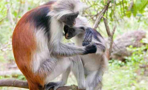 Katonga Wildlife Reserve