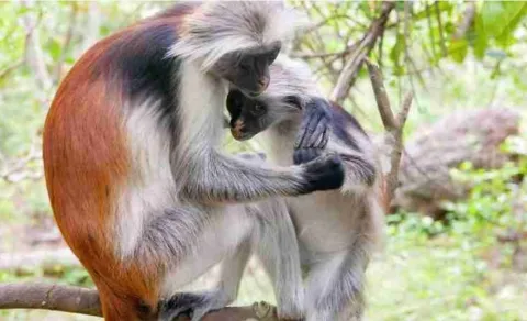 Katonga Wildlife Reserve