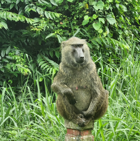 Kibale National Park