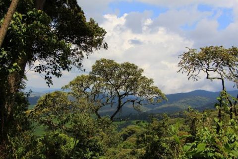 Kibira National Park