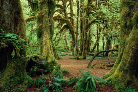 Kigwena Natural Reserve