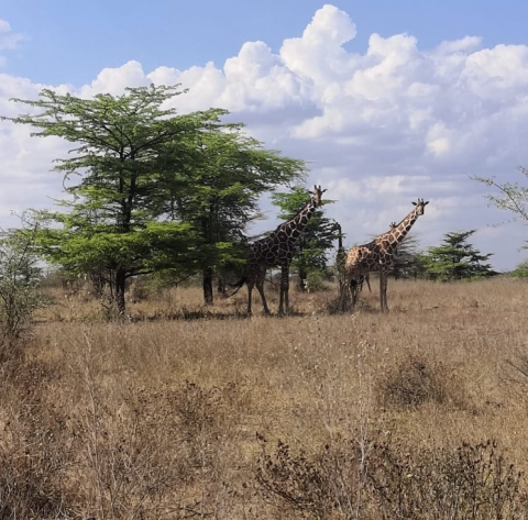 Kora National Park