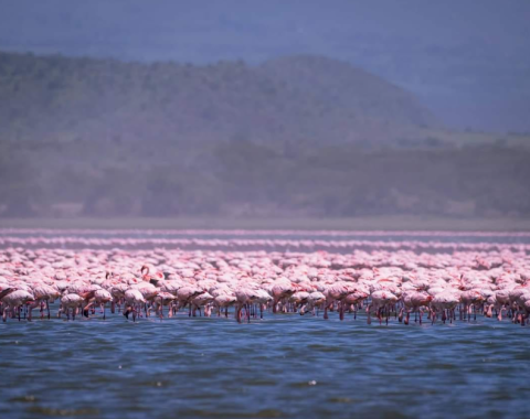 Lake Bogoria National Reserve