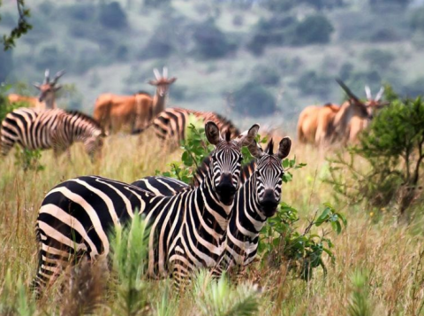 Lake Mburo National Park