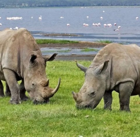 Lake Nakuru National Park