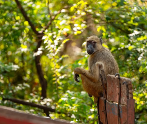 Lengwe National Park