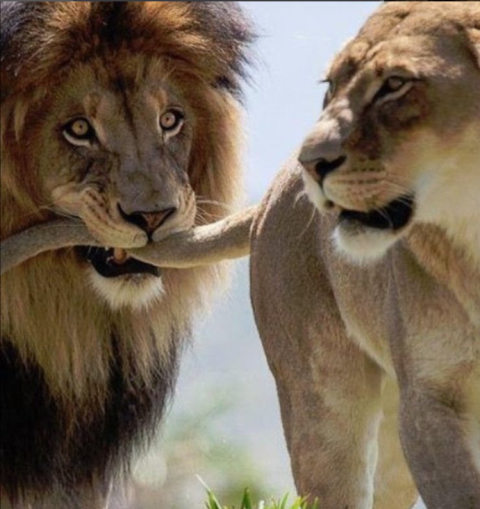 Limpopo National Park