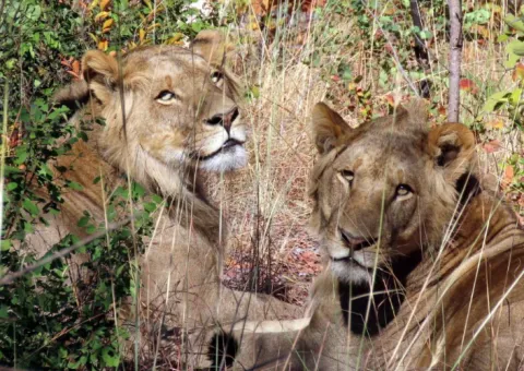 Liuwa Plain National Park
