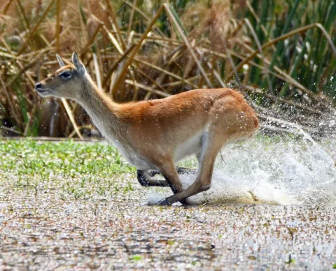 Lochinvar National Park