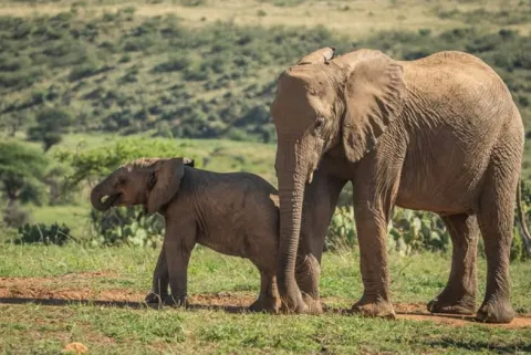 Loisaba Conservancy