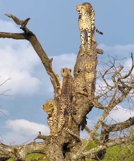 Londolozi Private Game Reserve
