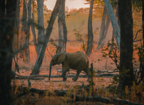 Luambe National Park