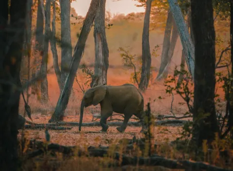 Luambe National Park