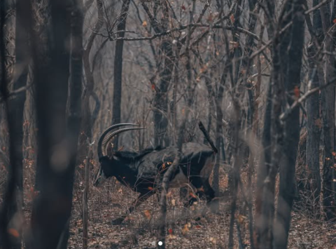Lukusuzi National Park