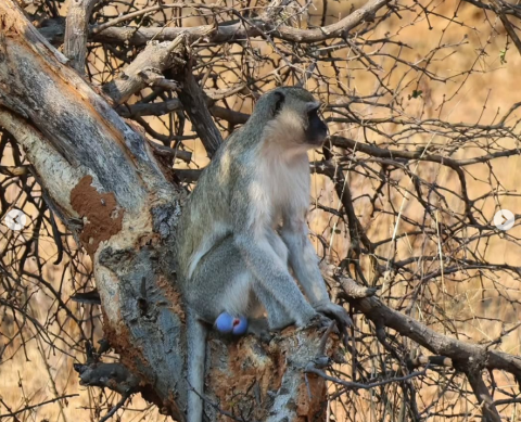 Mahango Game Reserve