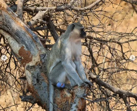Mahango Game Reserve