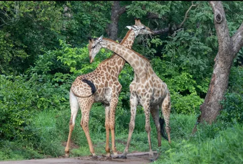 Majete Wildlife Reserve
