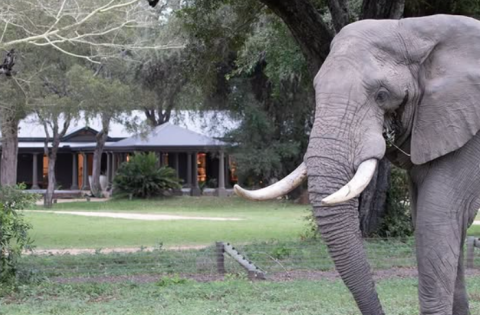 MalaMala Private Game Reserve