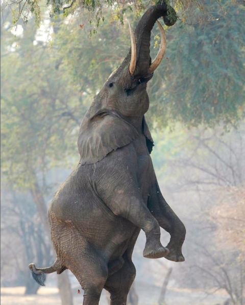 Mana Pools National Park