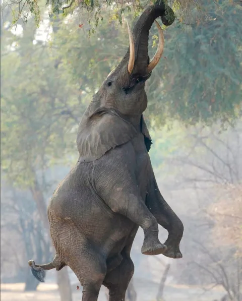 Mana Pools National Park