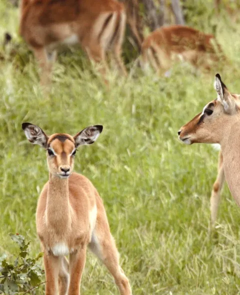 Manyeleti Game Reserve