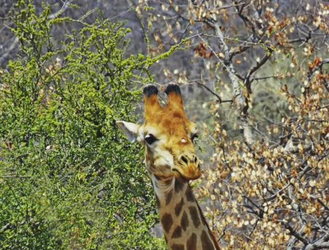 Mapungubwe National Park