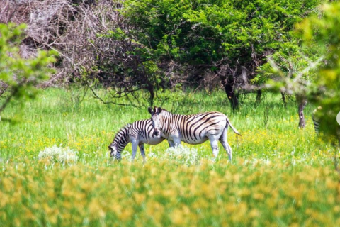 Maputo National Park