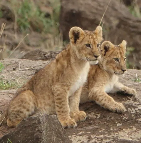 Mara North Conservancy