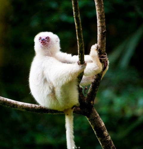 Marojejy National Park