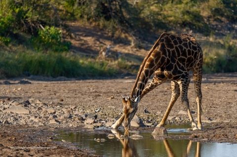 Mashatu Game Reserve 