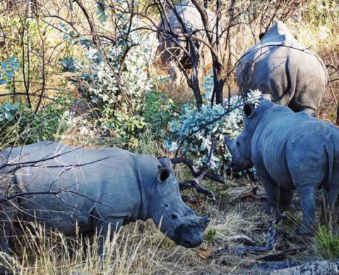 Matobo National Park