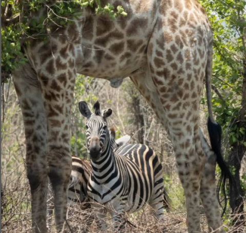 Mbuluzi Game Reserve