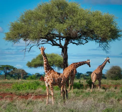 Meru National Park