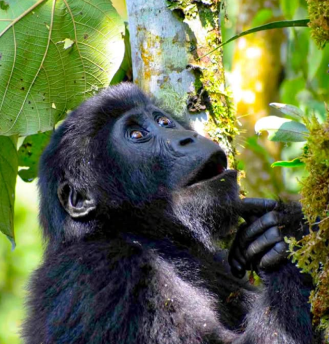 Mgahinga Gorilla National Park