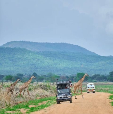 Mikumi National Park
