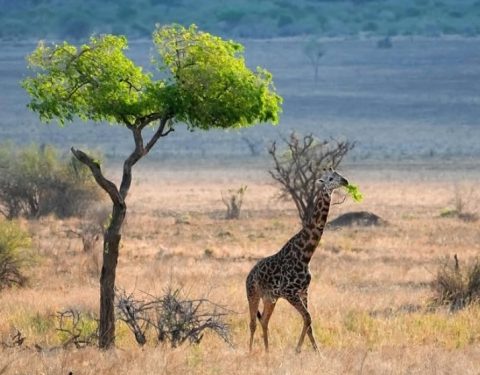 Mkomazi National Park