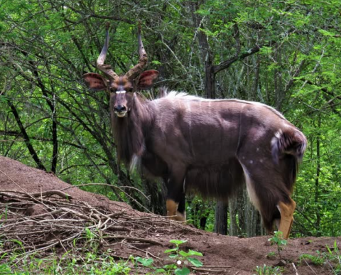 Mlawula Nature Reserve