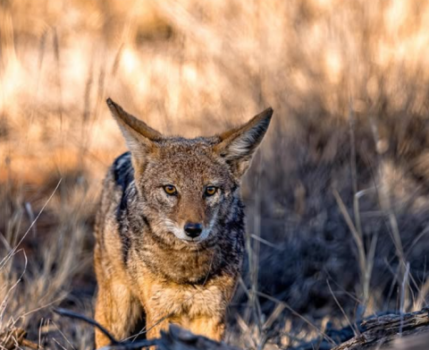 Mokala National Park