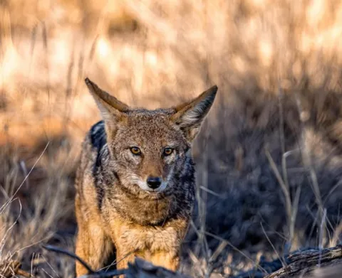 Mokala National Park