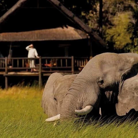 Moremi Game Reserve