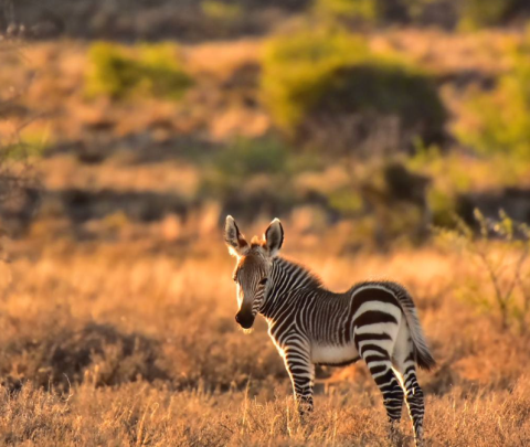 Mountain Zebra National Park