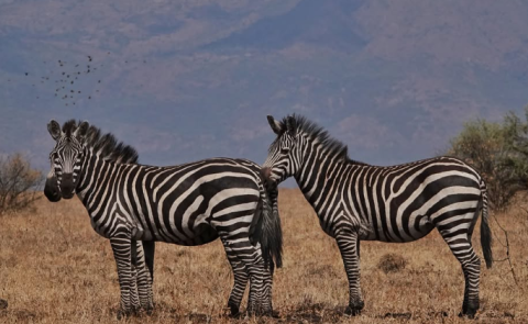 Nechisar National Park