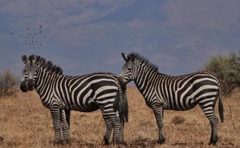 Nechisar National Park