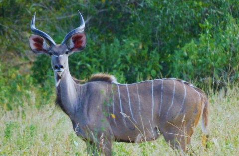 Niassa Special Reserve