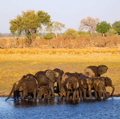 Nkasa Rupara (Mamili) National Park