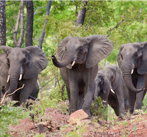 Nkhotakota Wildlife Reserve